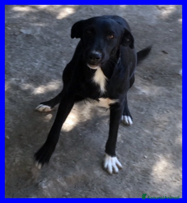 Meticcio cani PICCHIO nonnino bravo e festoso - Annuncio 3