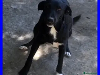 Meticcio cani PICCHIO nonnino bravo e festoso - Annuncio 3