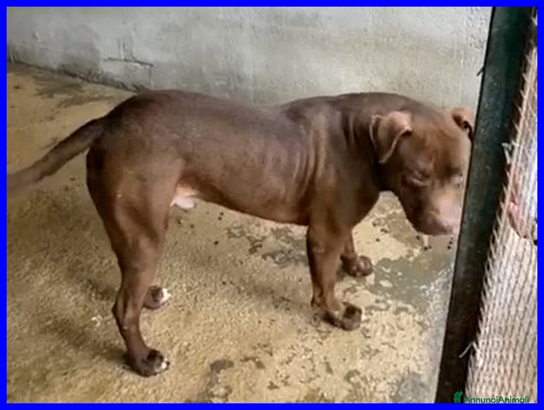 Pitbull cani in regalo: BRIAN cerca amico umano esperto razza - Annuncio 1