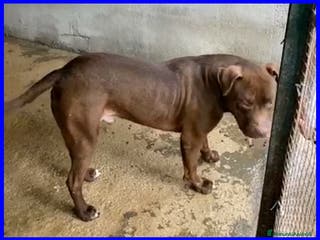 Pitbull cani BRIAN cerca amico umano esperto razza - Annuncio 29