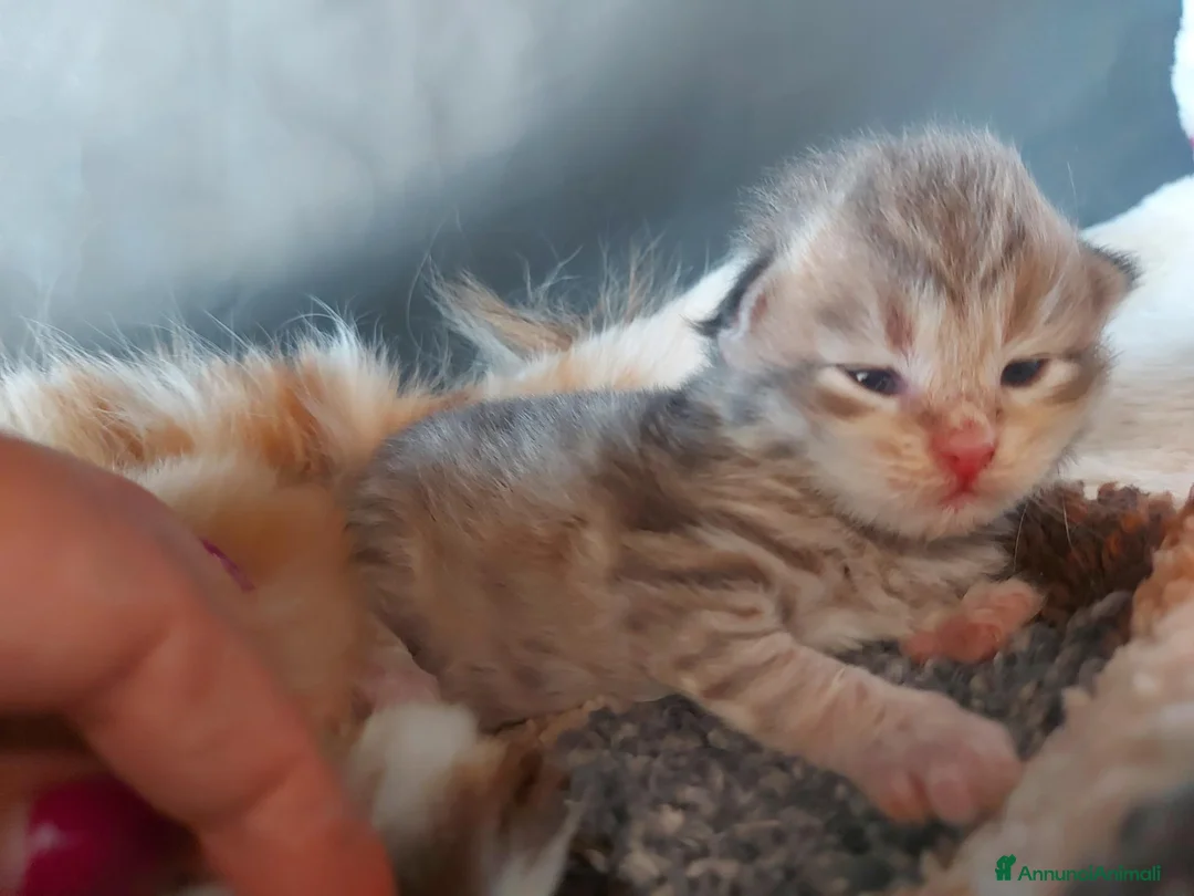 Siberiano gatti in vendita: Cuccioli di gatto Siberiano Certificati  - Annuncio 16