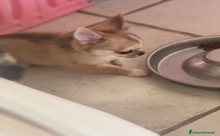 Chihuahua cani a Provincia di Foggia - Annuncio 10
