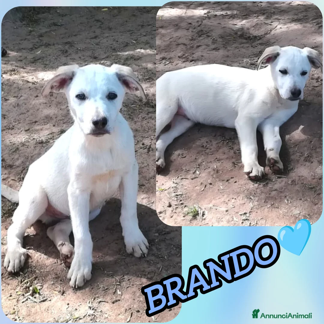Meticcio cani in regalo: BRANDO MIX LABRADORINO a Provincia di Varese - Annuncio 2