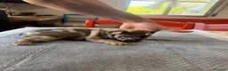 Bulldog Francese cani in vendita: bulldog francese  - Annuncio 6