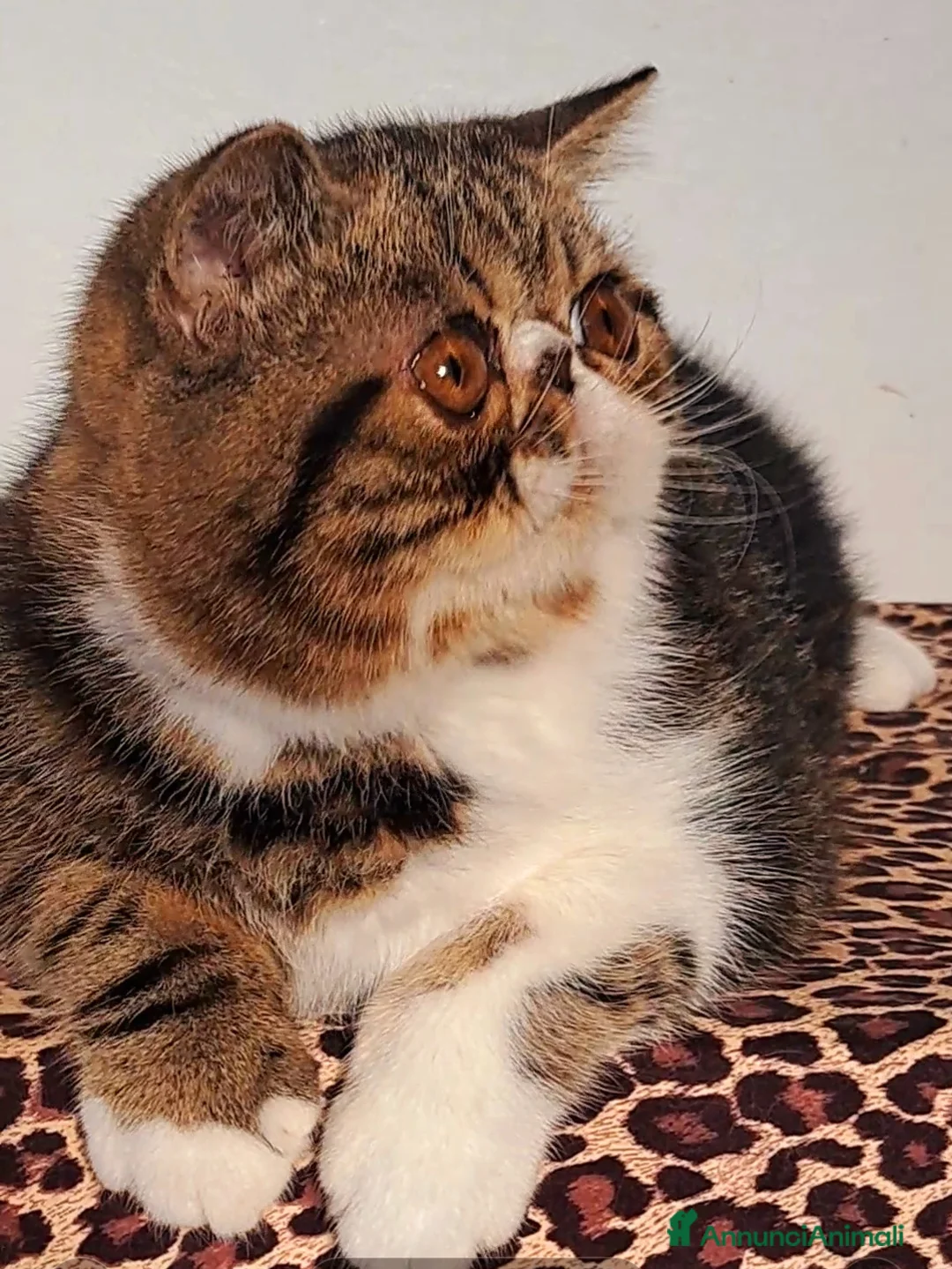 Exotic Shorthair gatti in vendita: Bellissimo cucciolone exotic  - Annuncio 1
