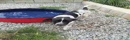 Meticcio cani in regalo: CUCCIOLO JACK ASPETTA UNA MAMMA  - Annuncio 4