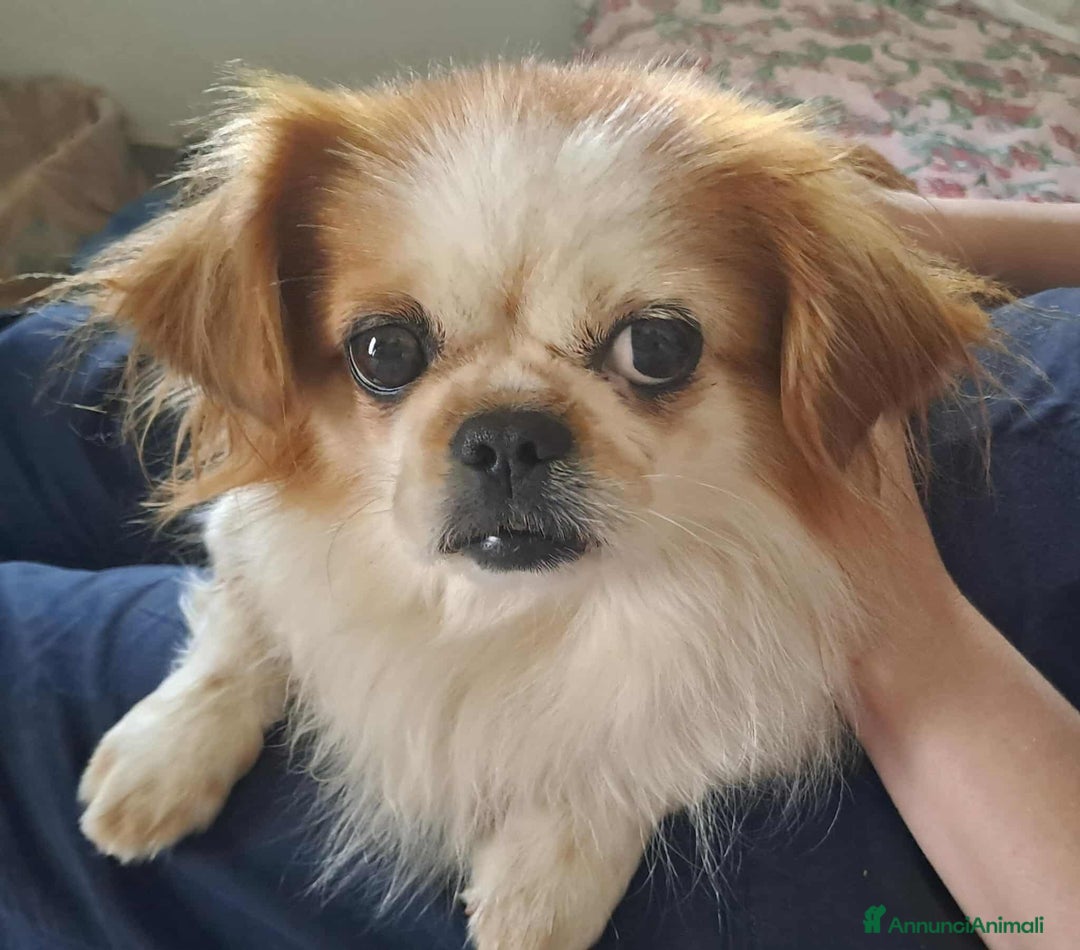 Pechinese cani in regalo: BRAD e ANGELINA, piccoli PECHINESI cercano casa! - Annuncio 7