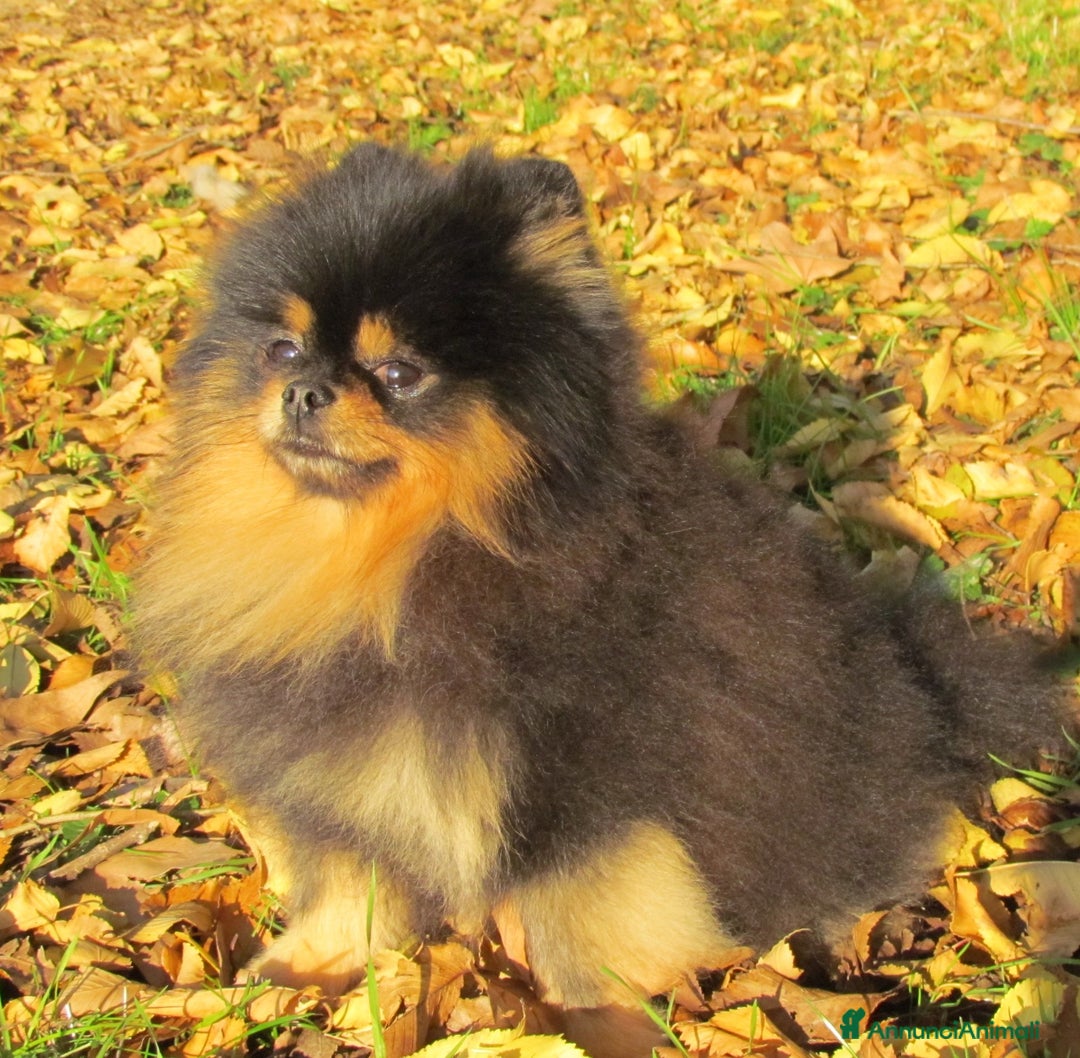 Spitz cani in vendita: Disponibile per la monta  / accoppiamento  - Annuncio 7