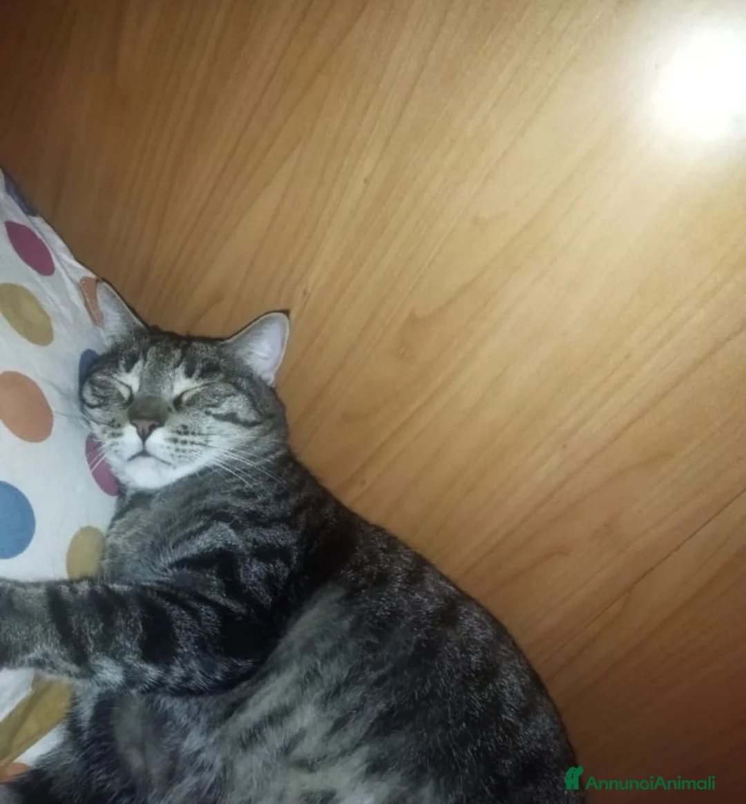 Meticcio gatti in regalo: GATTI ANZIANI - Annuncio 7