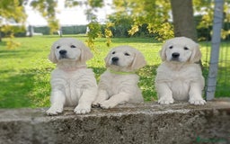 Golden Retriever cani in vendita: cuccioli di golden retriever a Provincia di Rovigo - Immagine 12