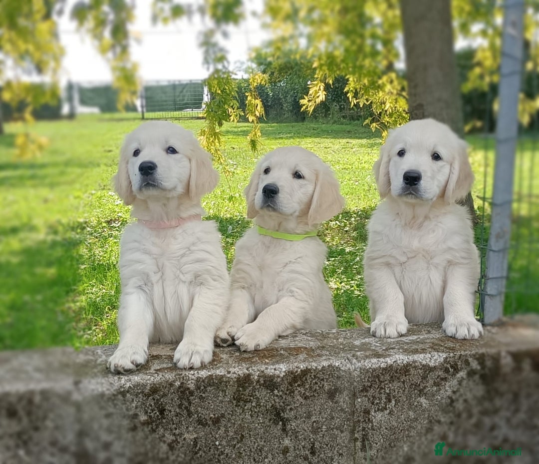 Golden Retriever cani in vendita: cuccioli di golden retriever a Provincia di Rovigo - Immagine 12