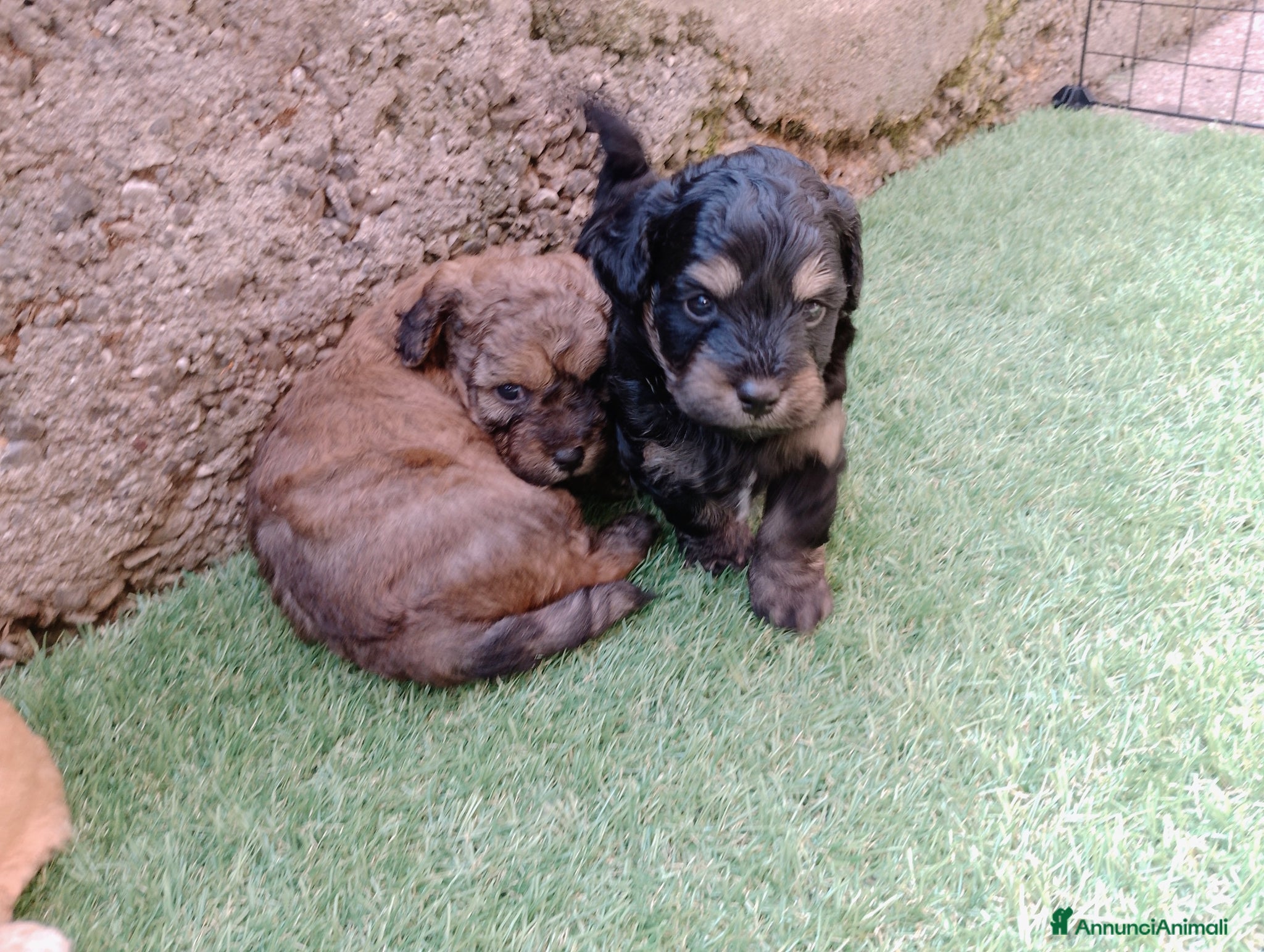 Maltipoo cani Cuccioli di Maltipoo  - Annuncio 1