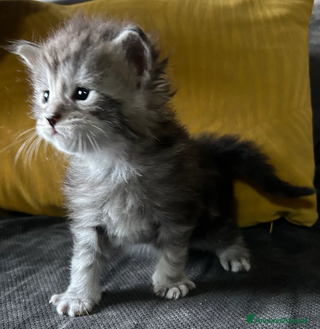 Maine Coon gatti in vendita: Maine Coon  - Annuncio 9