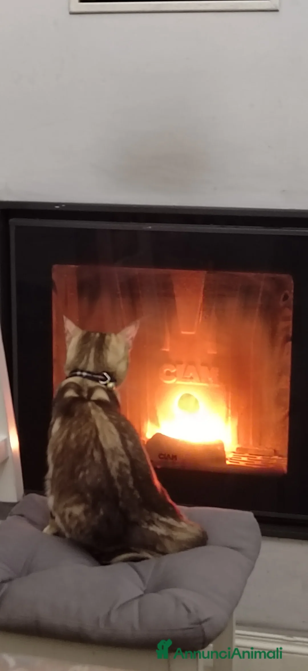 Bengala gatti per accoppiamento: Gattina bellissima di nome Flor  - Annuncio 2