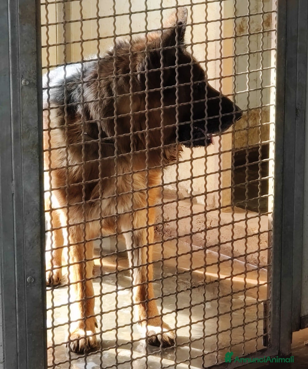Pastore Tedesco cani in regalo: MIKE pastore tedesco educato e affettuoso a Provincia di Alessandria - Immagine 2