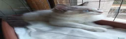 Siberiano gatti in vendita: Disponibili ultimi cuccioli gatti neva masquerade - Annuncio 13