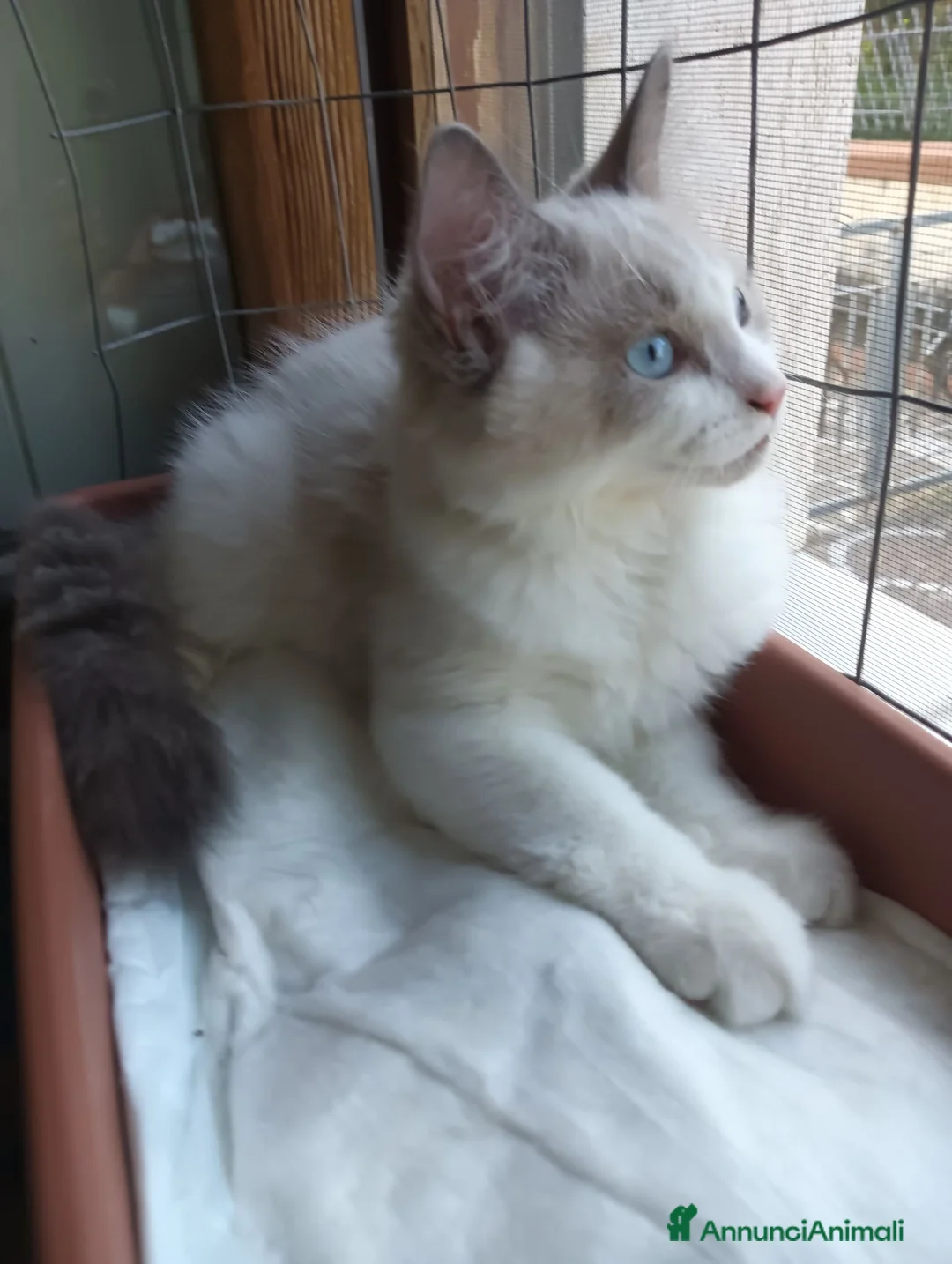 Siberiano gatti in vendita: Disponibili ultimi cuccioli gatti neva masquerade - Annuncio 13