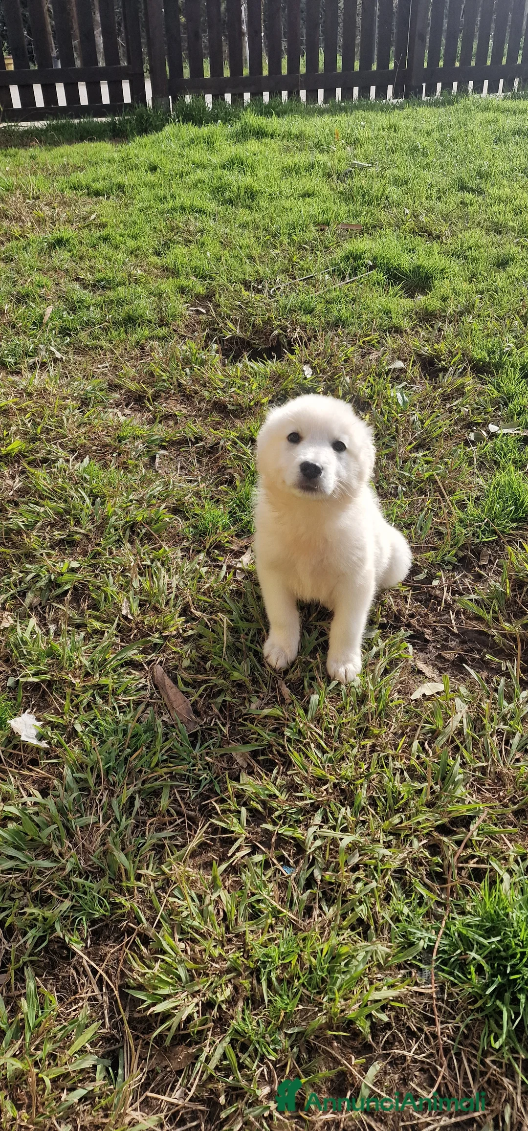 Pastore Maremmano cani in regalo: Scheggia - Annuncio 3