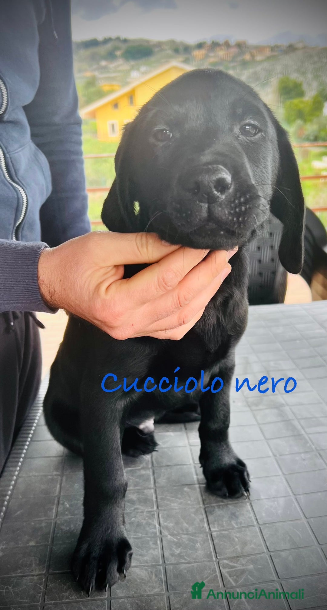 Labrador cani in vendita: Ultimi splendidi cuccioli di Labrador retriever - Annuncio 2