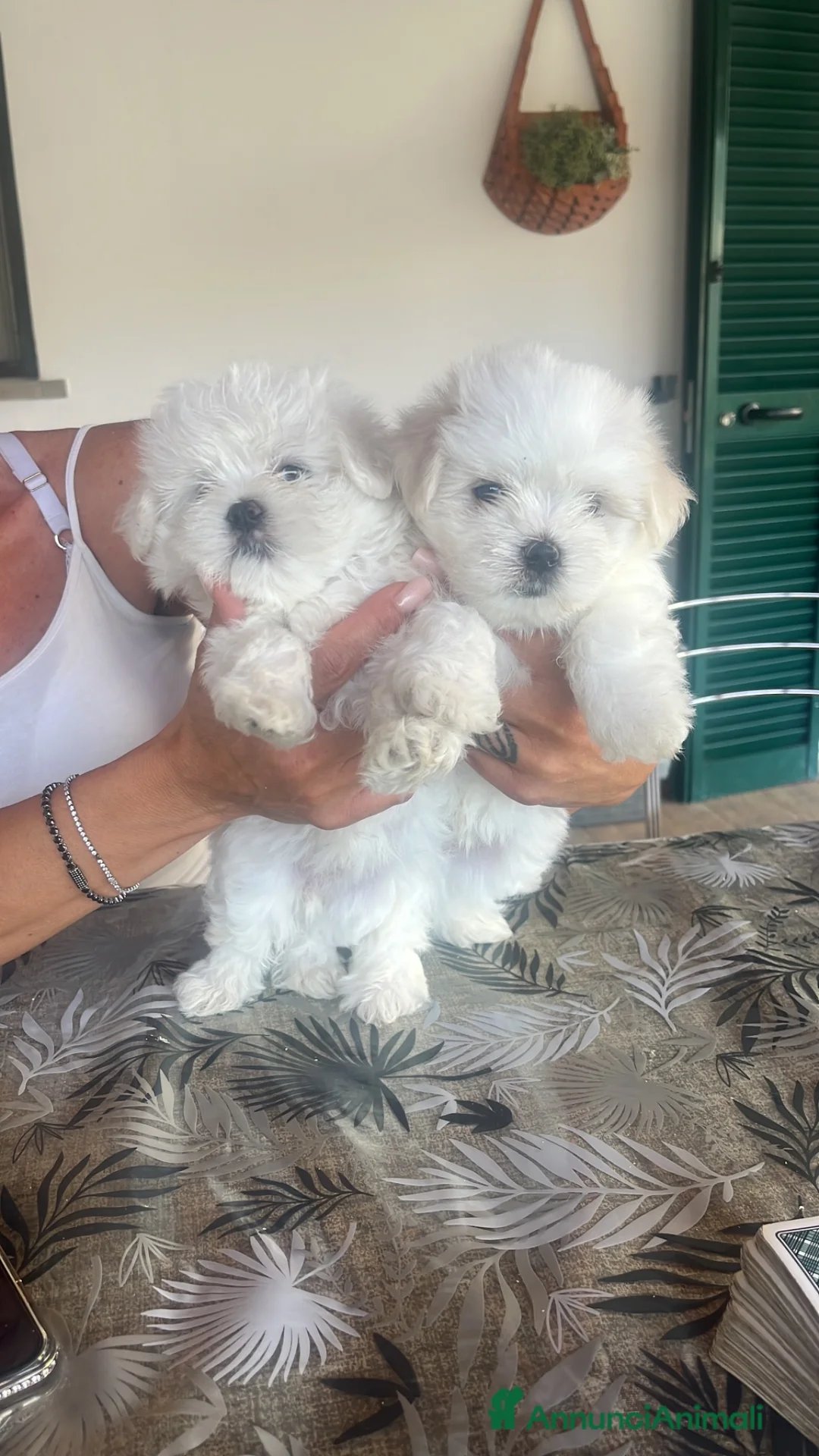 Maltese cani in vendita: Maltese a Città metropolitana di Roma Capitale - Annuncio 2