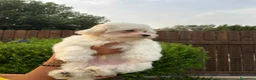 Maltese cani in vendita: Cuccioli di maltese  a Città metropolitana di Roma Capitale - Annuncio 5