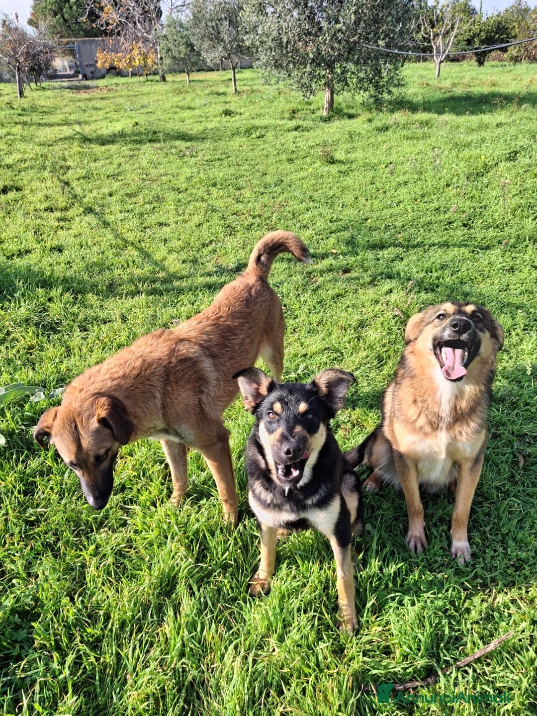 Meticcio cani in regalo: BRENDA 🩷-cucciola.La adotti?Non lasciarla nel box - Annuncio 11