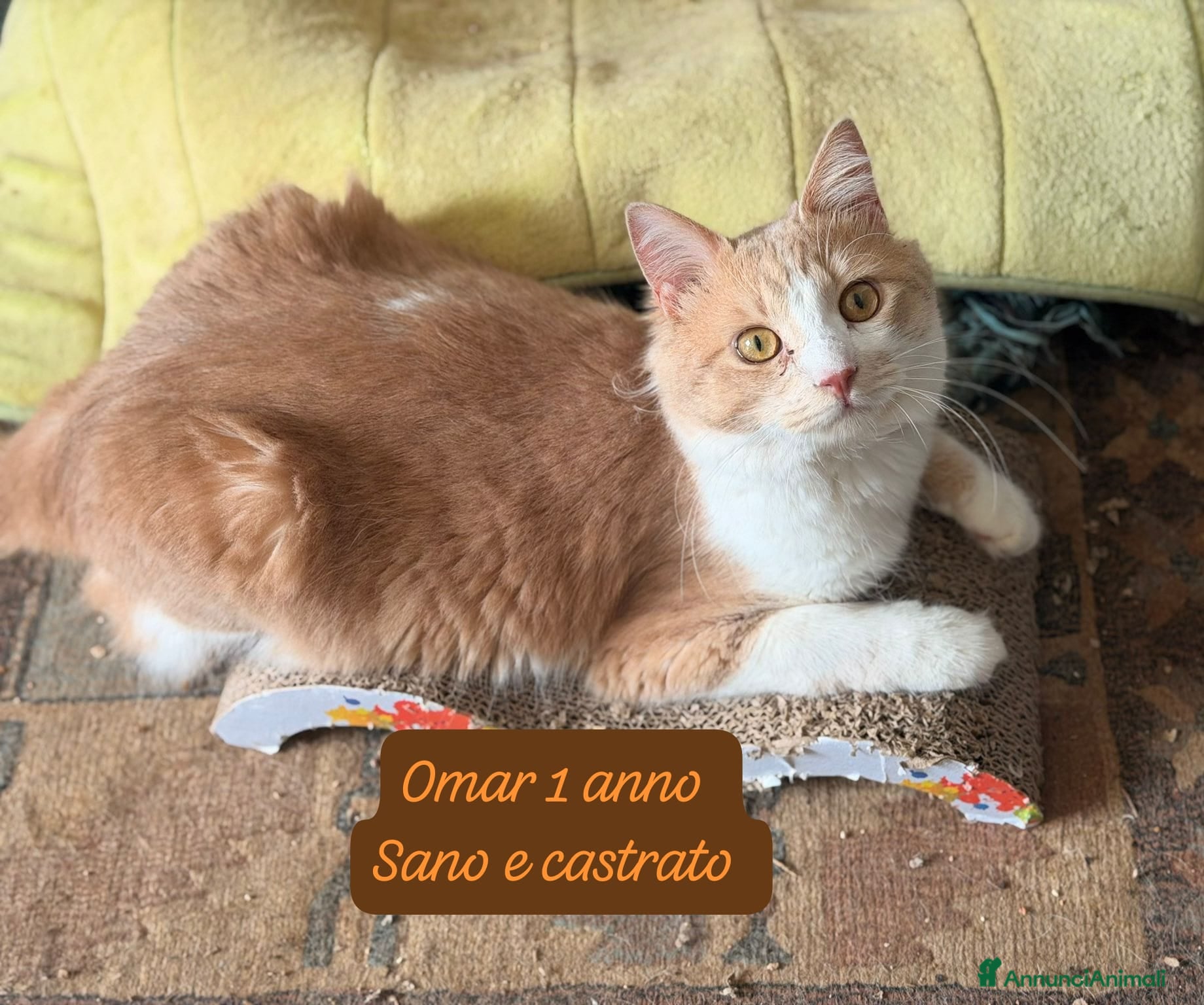 Altre razze gatti Gattini destinati alla colonia  - Annuncio 3