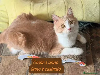 Altre razze gatti Gattini destinati alla colonia - Annuncio 3