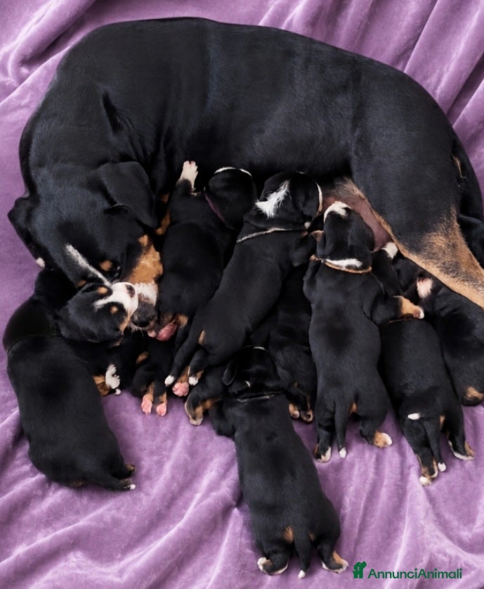 Grande Bovaro Svizzero cani Cuccioli di grande bovaro svizzero  - Annuncio 14