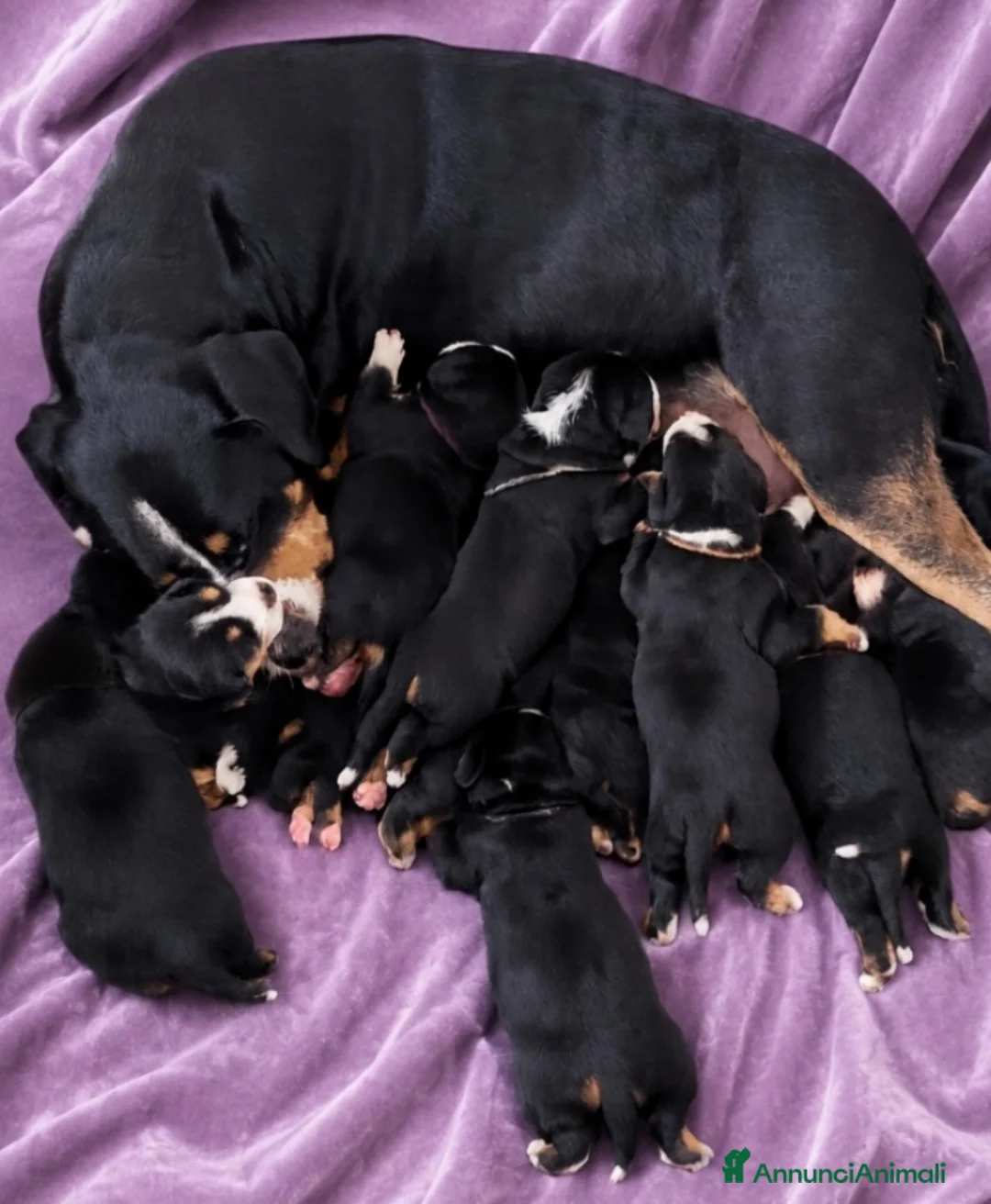Grande Bovaro Svizzero cani in vendita: Cuccioli di grande bovaro svizzero  - Annuncio 1