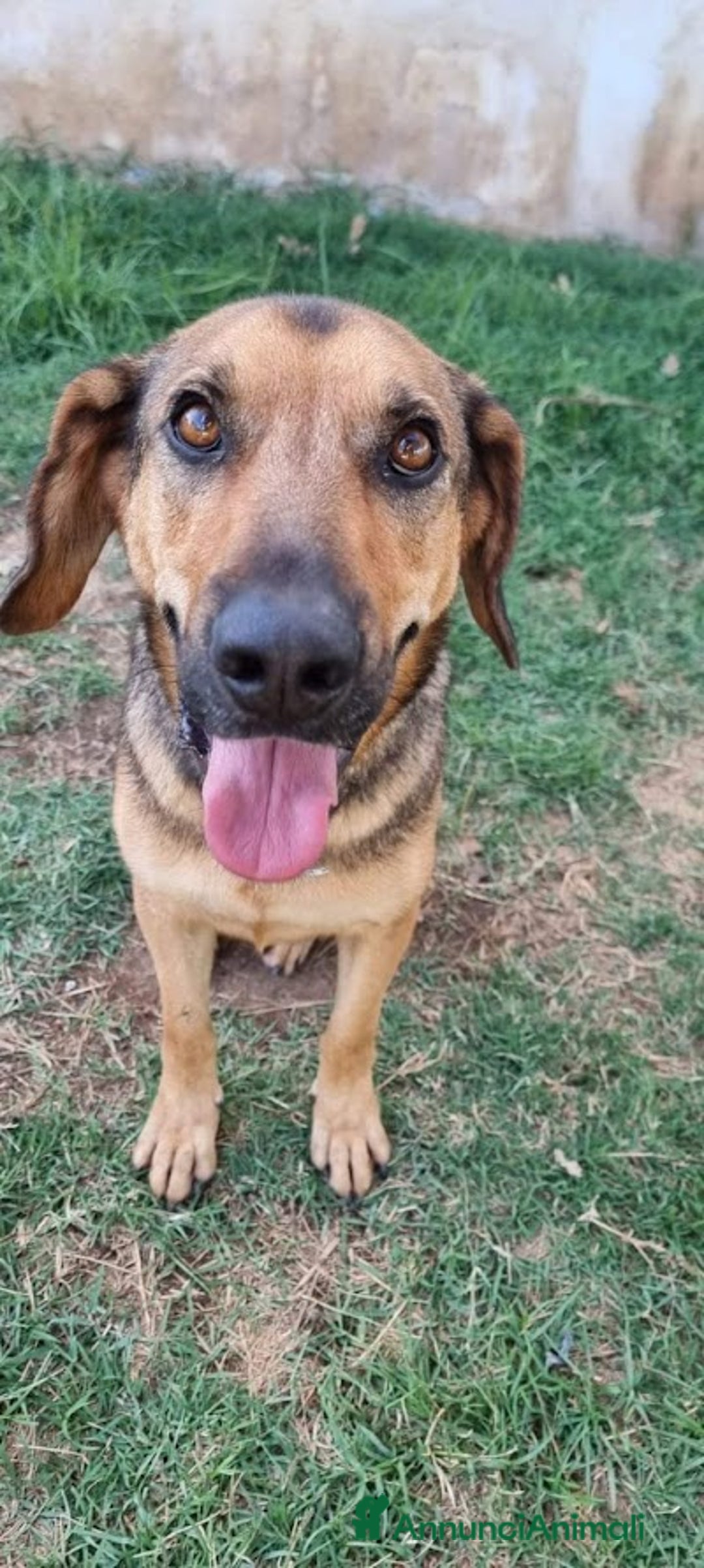 Meticcio cani in regalo: ARCHIMEDE, simil segugio, 3 anni di simpatia - Annuncio 7