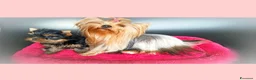 Yorkshire cani in vendita: Yorkshire terrier toy a Provincia di Vicenza - Annuncio 2