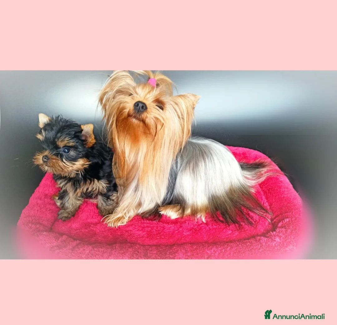 Yorkshire cani in vendita: Yorkshire terrier toy a Provincia di Vicenza - Annuncio 2