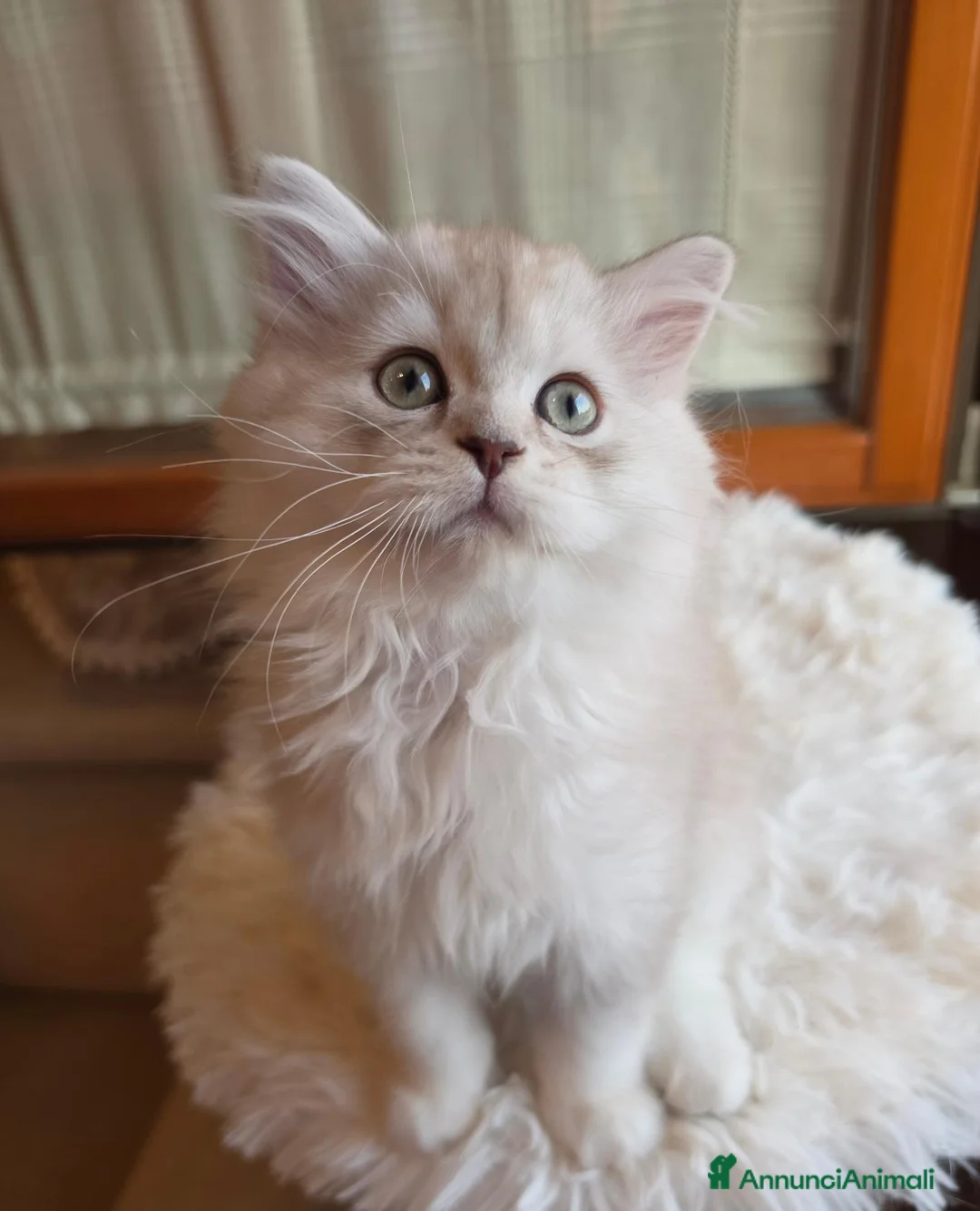 Scottish gatti in vendita: Ultimo scottish longhair subito disponibile  - Annuncio 2