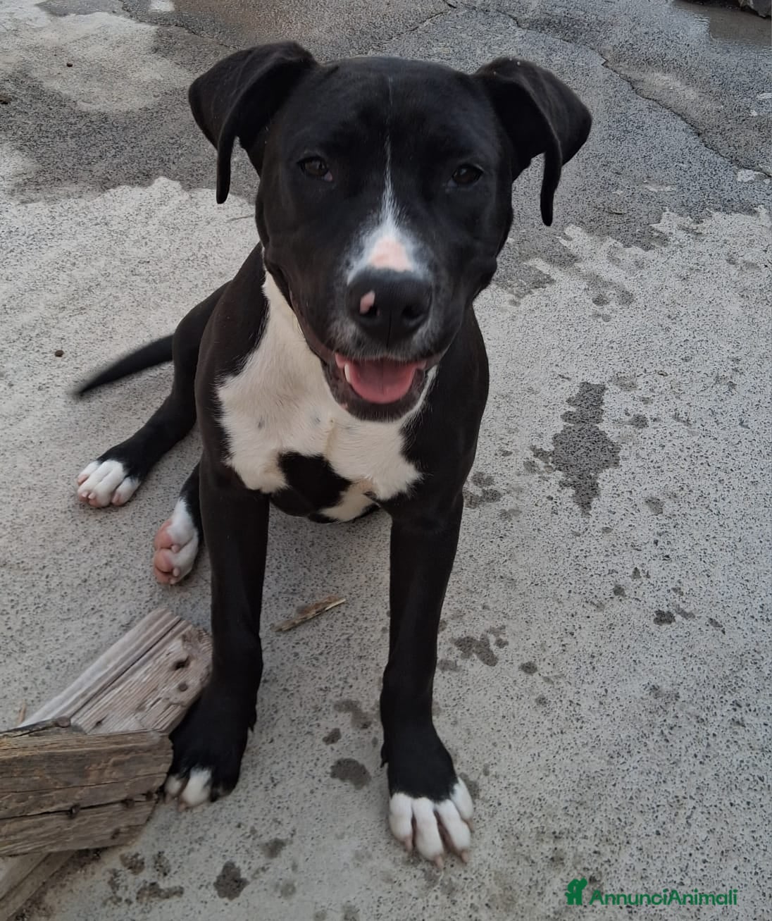 Meticcio cani Mirta quasi 6mesi mix molossina fantastica!SICILIA - Annuncio 2