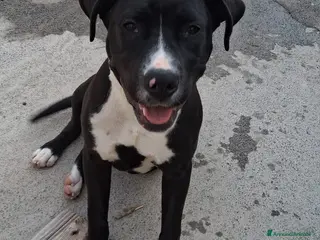 Meticcio cani Mirta quasi 6mesi mix molossina fantastica!SICILIA - Annuncio 2