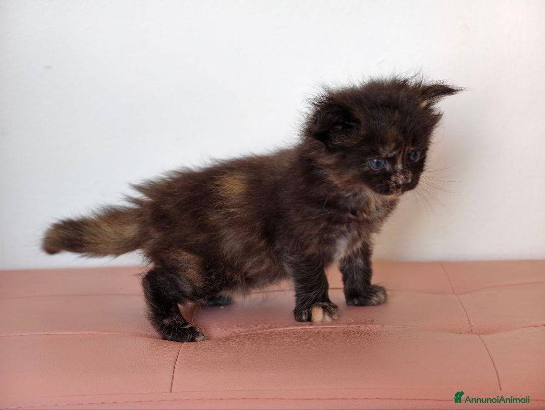 Maine Coon gatti in vendita: Dolci cuccioli Maine Coon  - Annuncio 3