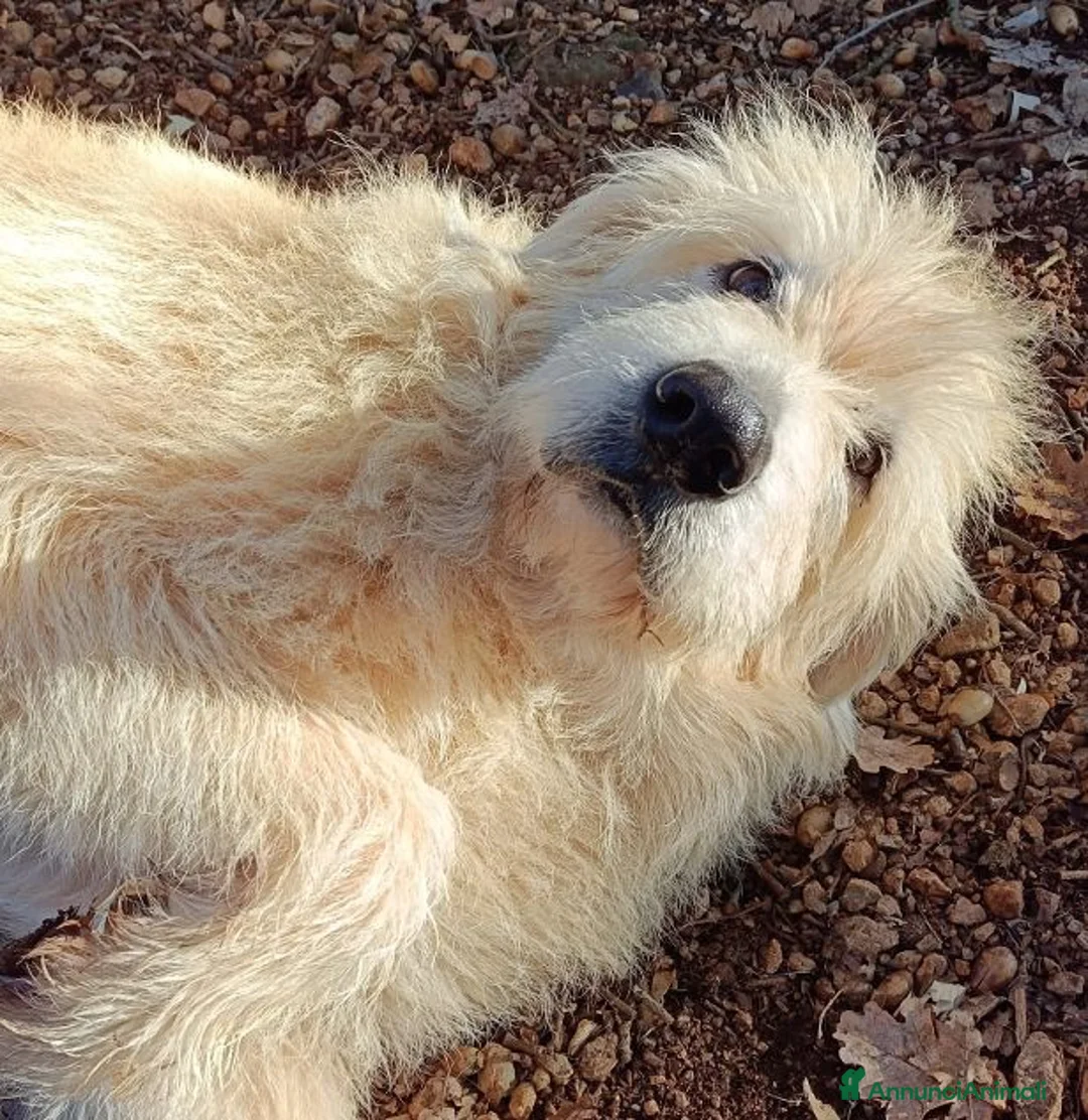 Meticcio cani in regalo: REBECCA dolcissima rimasta sola... a Città Metropolitana di Firenze - Annuncio 9