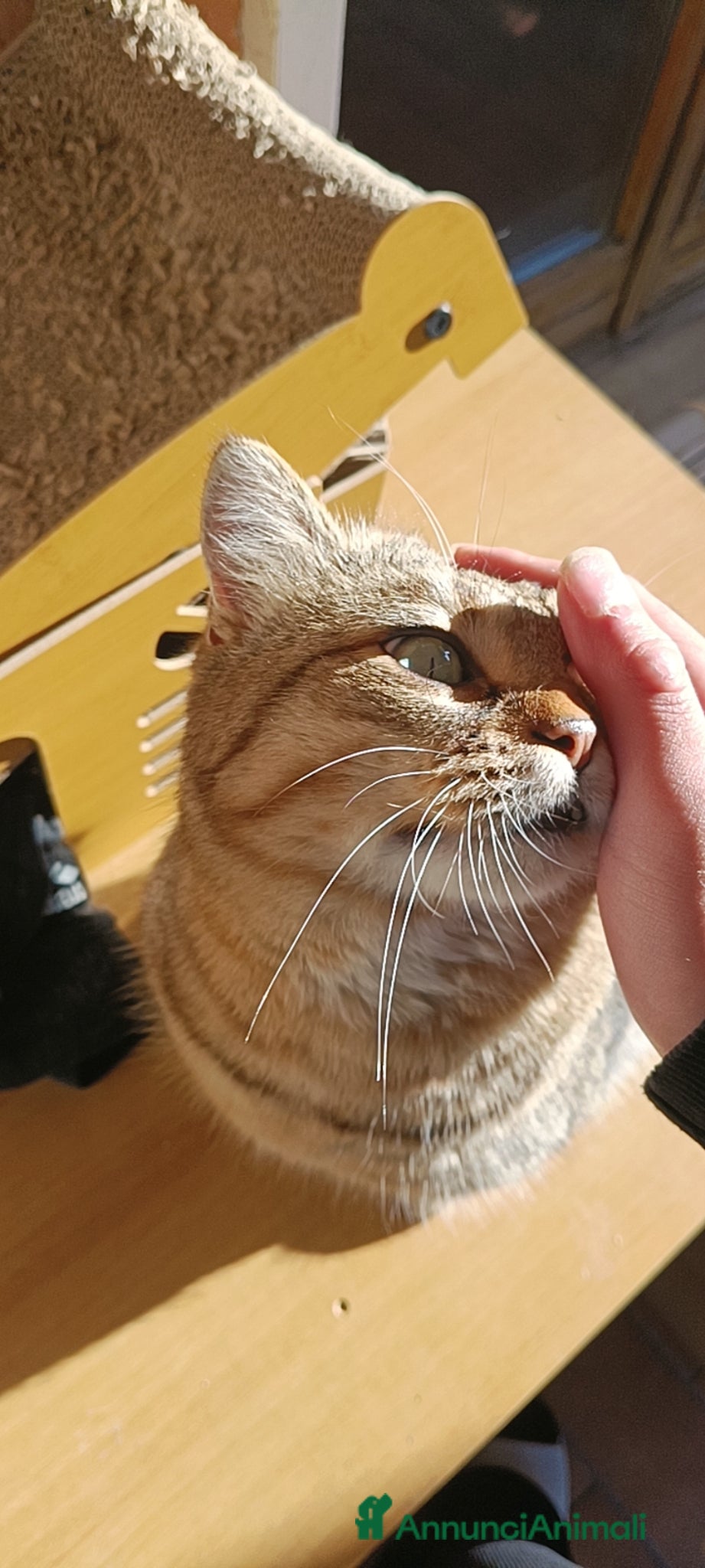 Meticcio gatti Mango cerca una nuova casa - Annuncio 1