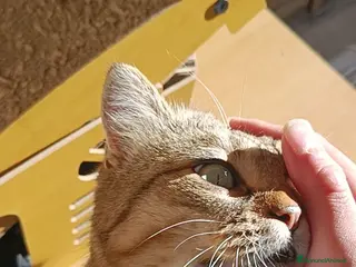 Meticcio gatti Mango cerca una nuova casa - Annuncio 1