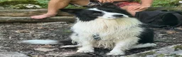 Border Collie cani per accoppiamento: BORDER COLLIE PER RIPRODUZIONE - Annuncio 4
