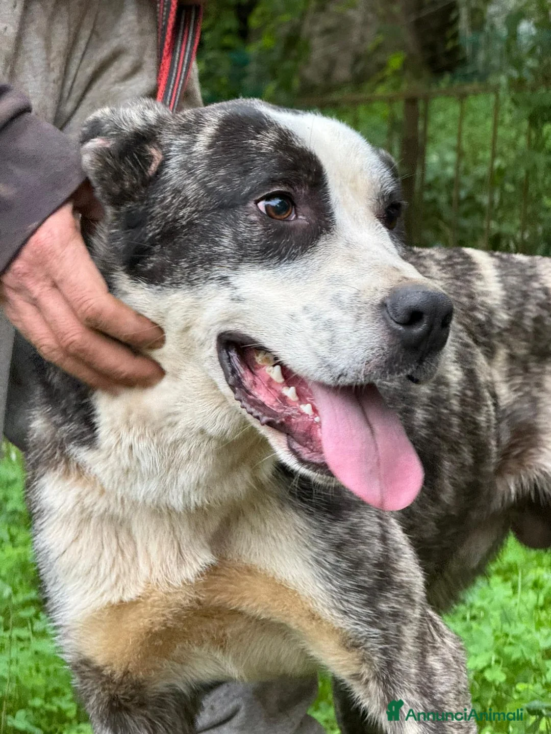 Meticcio cani in regalo: OTIS ASPETTA UNA MAMMA  - Annuncio 7