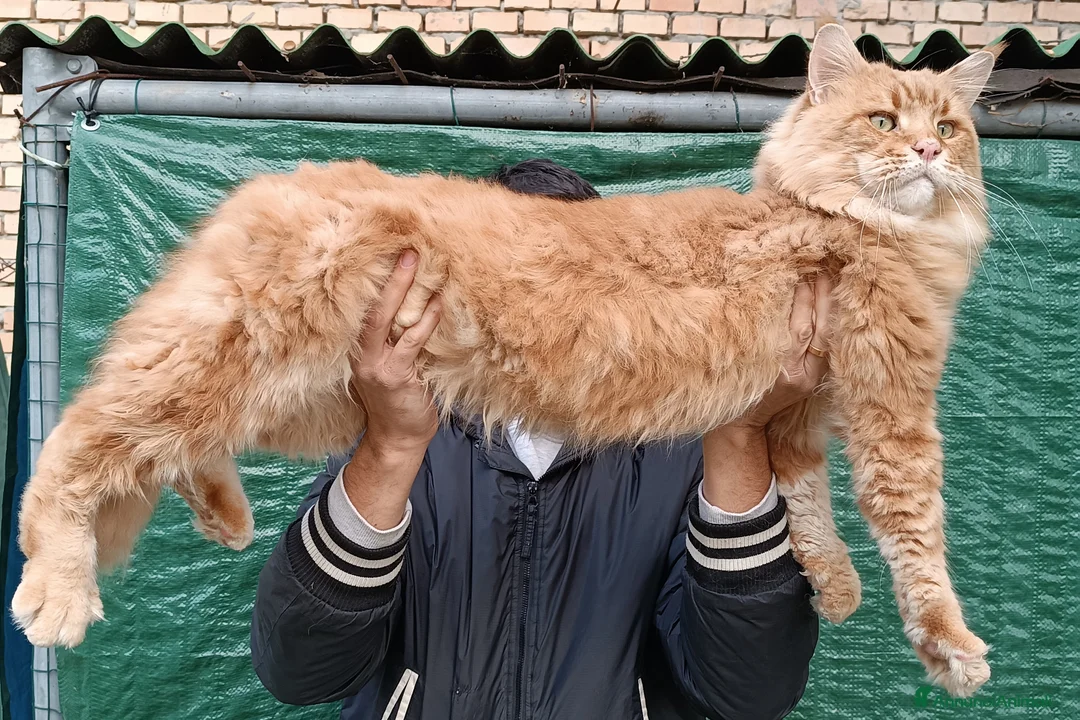 Maine Coon gatti per accoppiamento: Stallone Red per monta Maine Coon Accoppiamento a Provincia di Forlì-Cesena - Annuncio 1