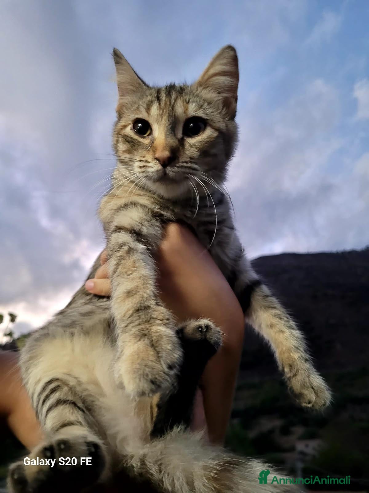 Meticcio gatti 4 mesi, la dolcezza di Lulu' - Annuncio 19