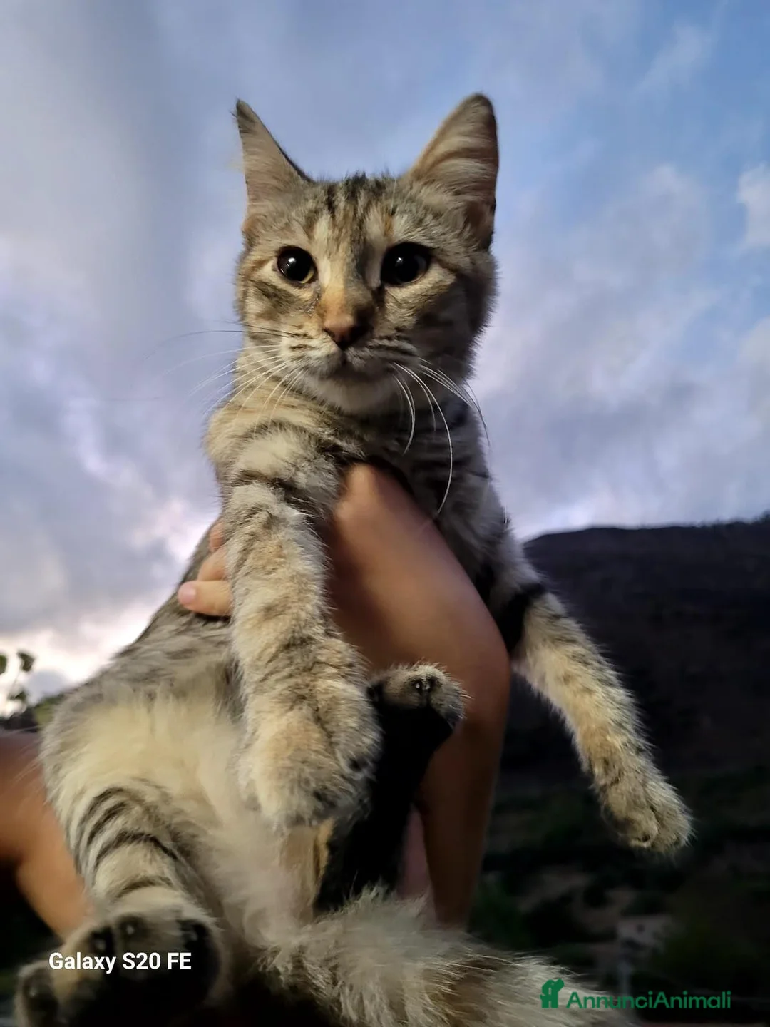 Meticcio gatti in regalo: 4 mesi, la dolcezza di Lulu' - Annuncio 1