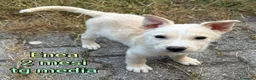 Meticcio cani in regalo: CUCCIOLI ESCLUSI E SOLI! a Città Metropolitana di Genova - Annuncio 9