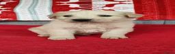 Meticcio cani in regalo: Dante cucciolo simil Labrador a Città metropolitana di Roma Capitale - Annuncio 2