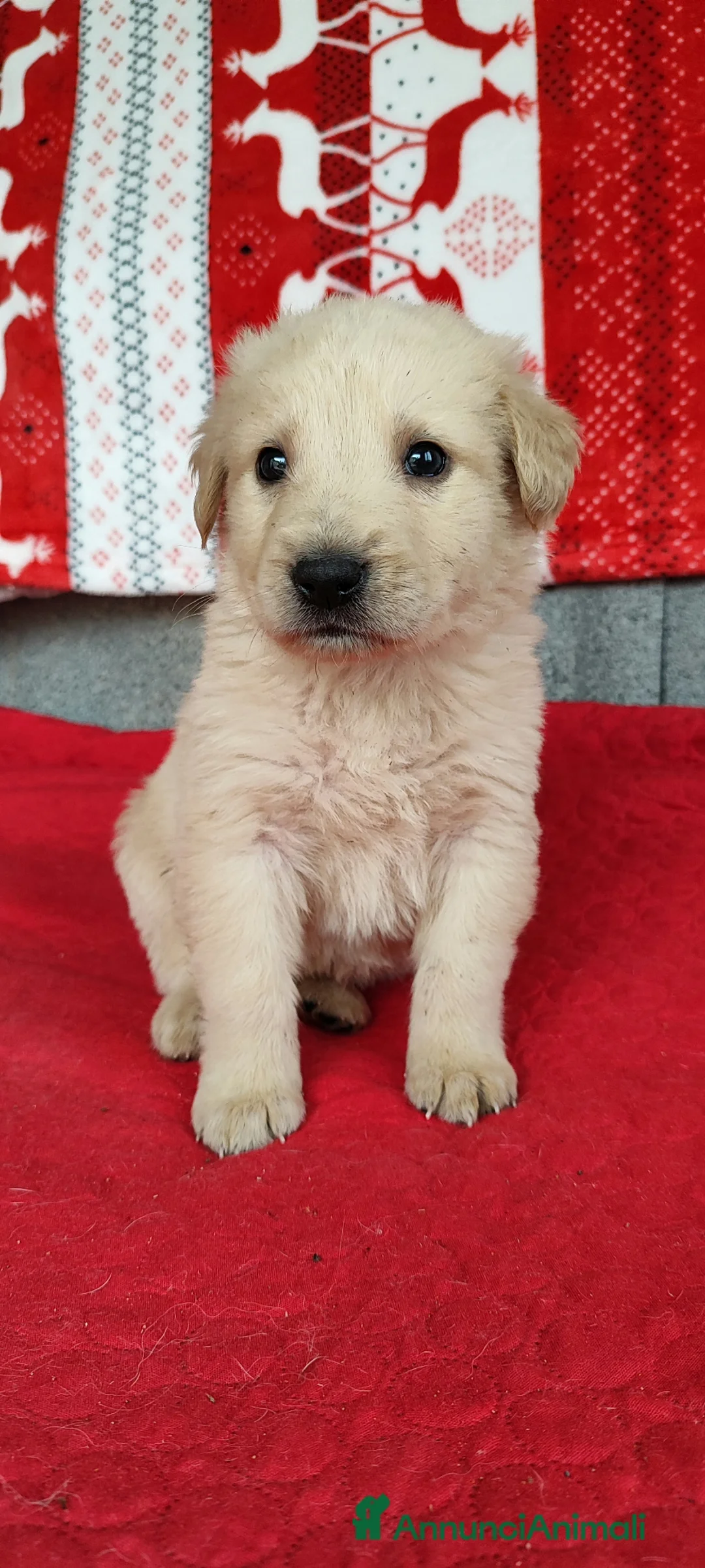 Meticcio cani in regalo: Dante cucciolo simil Labrador a Città metropolitana di Roma Capitale - Annuncio 2