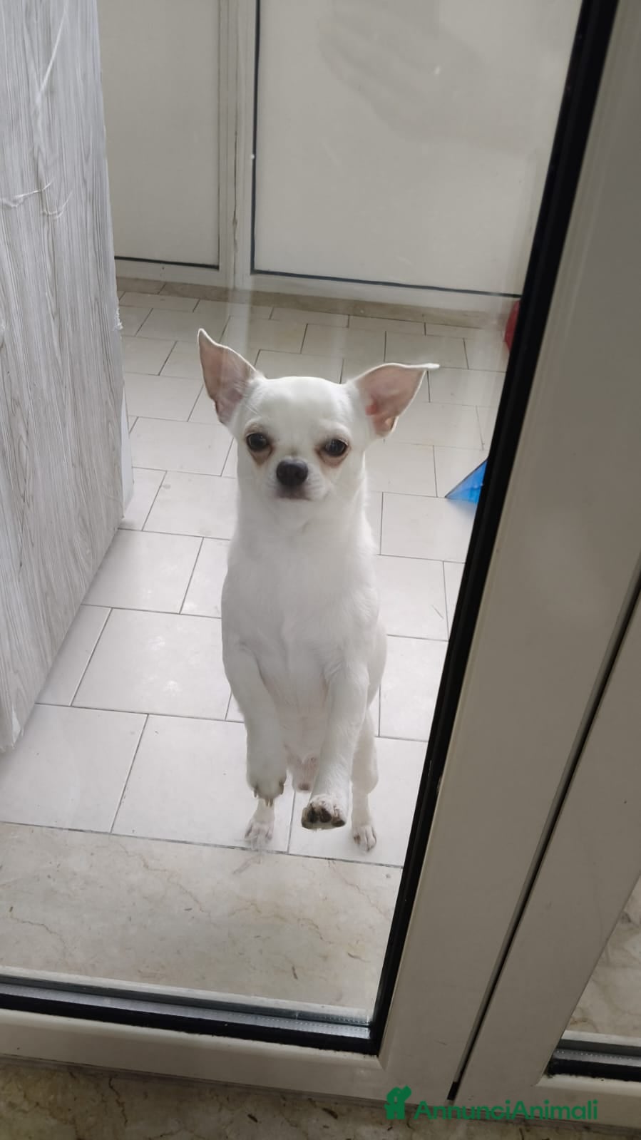 Chihuahua cani Maschietto - Annuncio 1