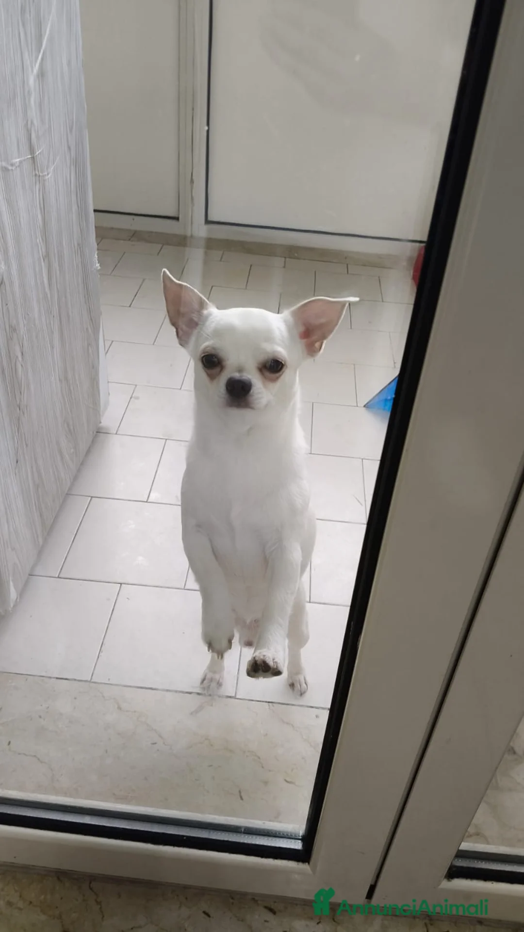 Chihuahua cani in vendita: Maschietto - Annuncio 1